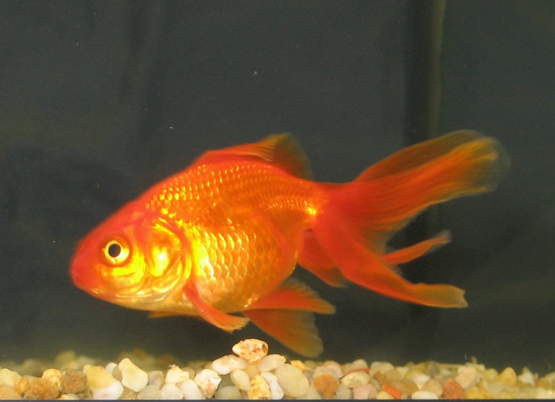 an orange fish swimming in a large aquarium