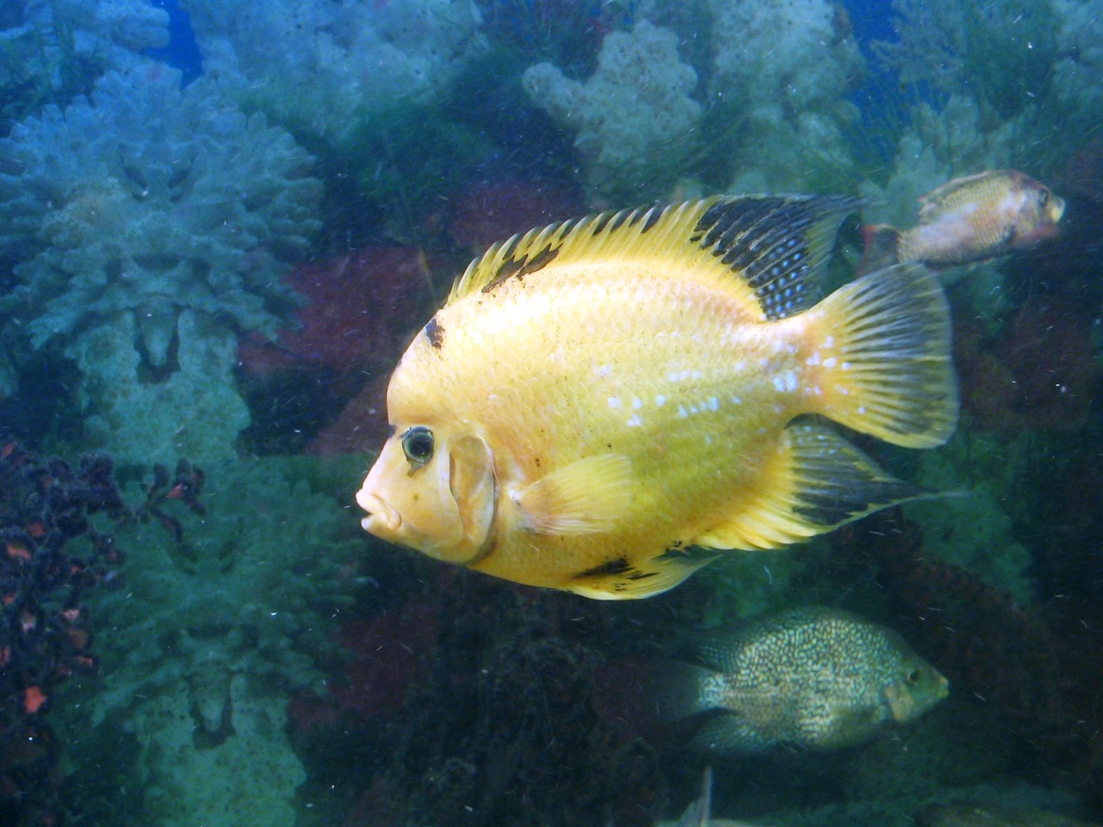 a yellow fish swims through the water