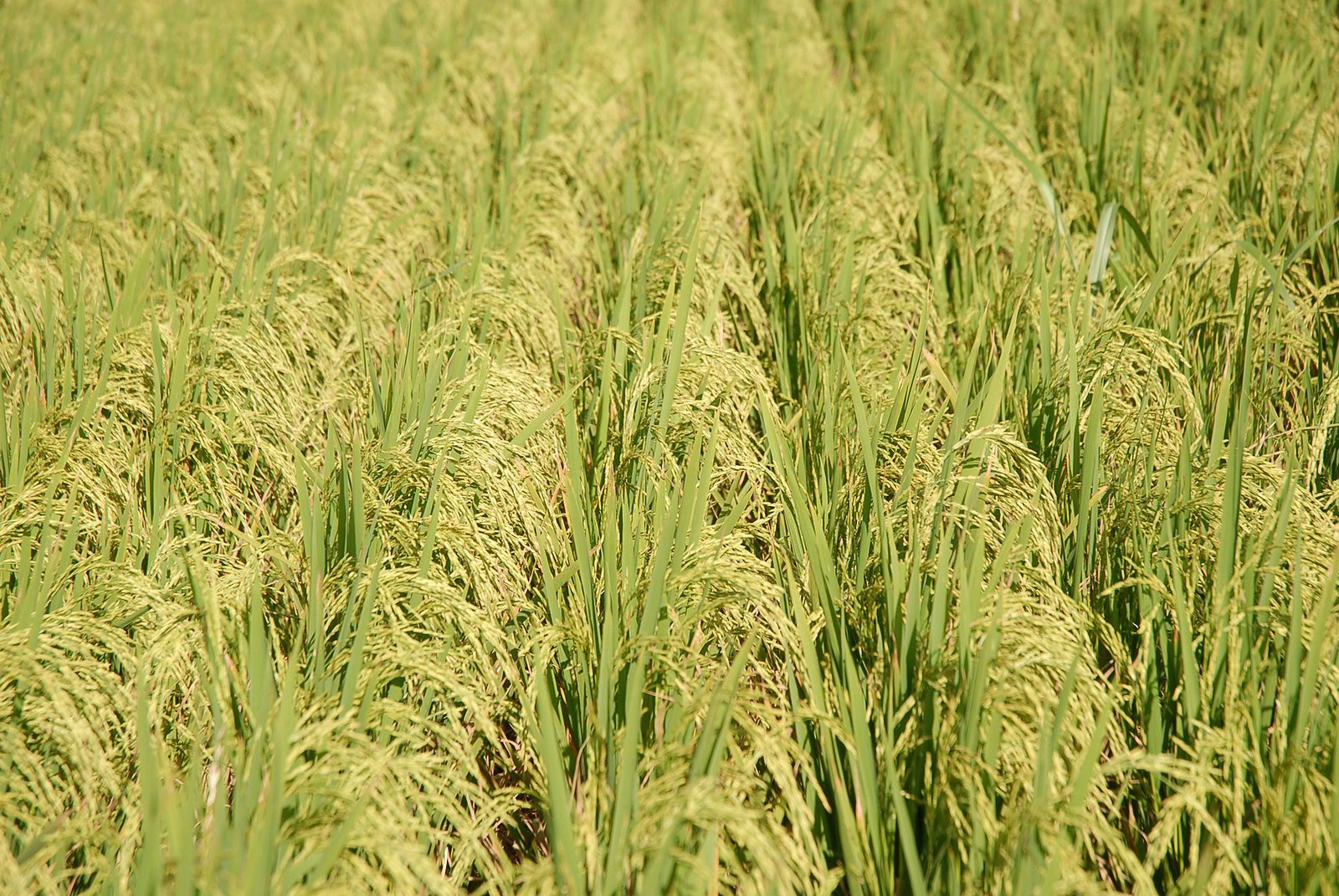 green fields with tall grass in the middle