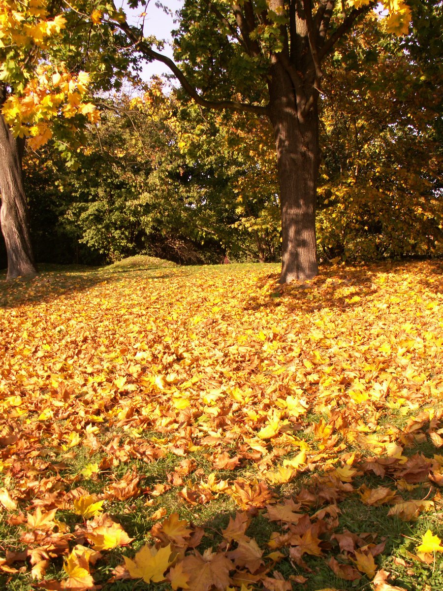 a bench that is under trees with some leaves