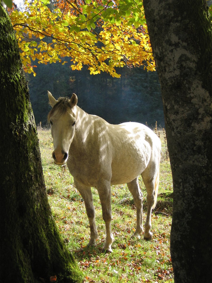 a horse standing next to a tree in the grass