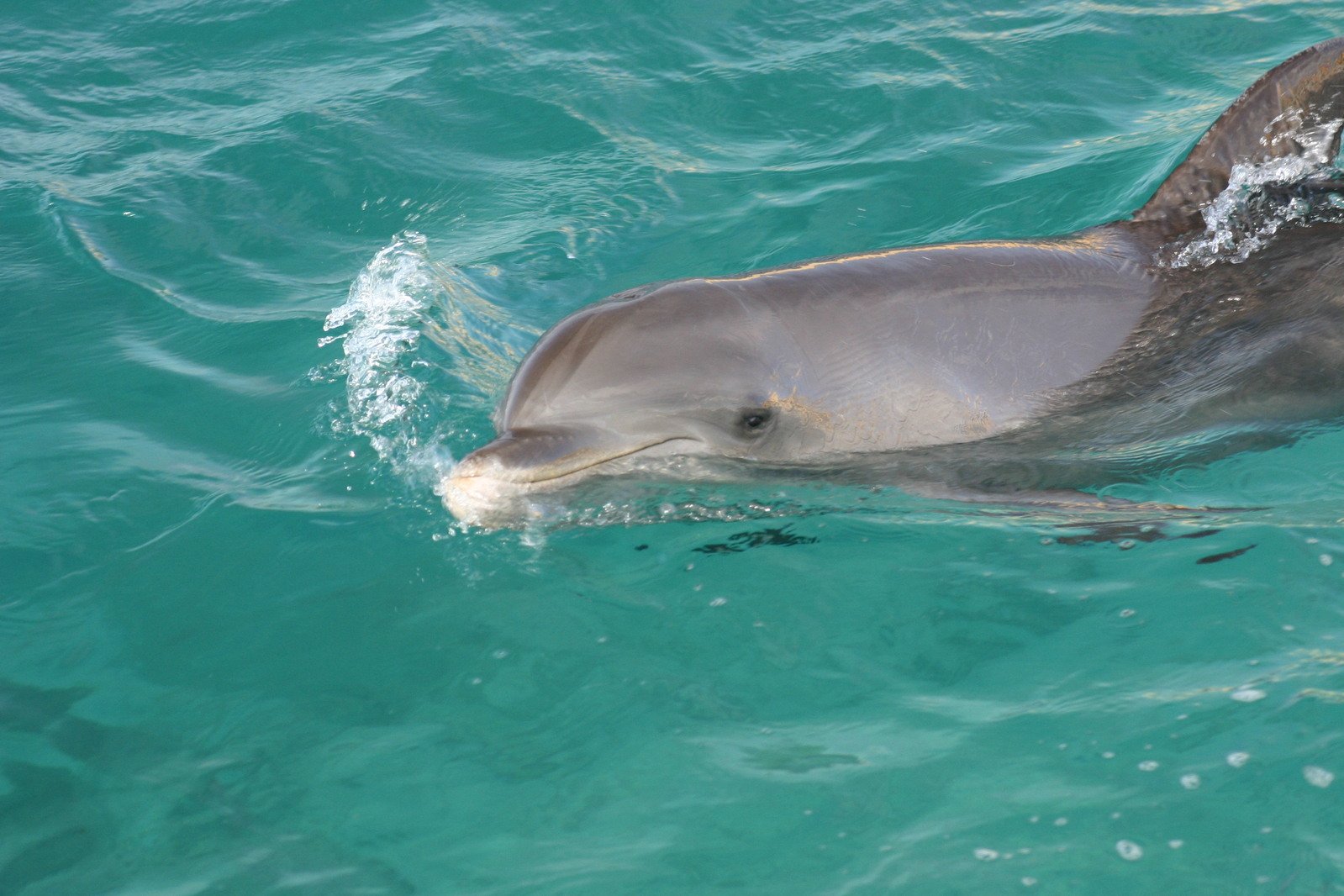 the dolphin is enjoying swimming in the water