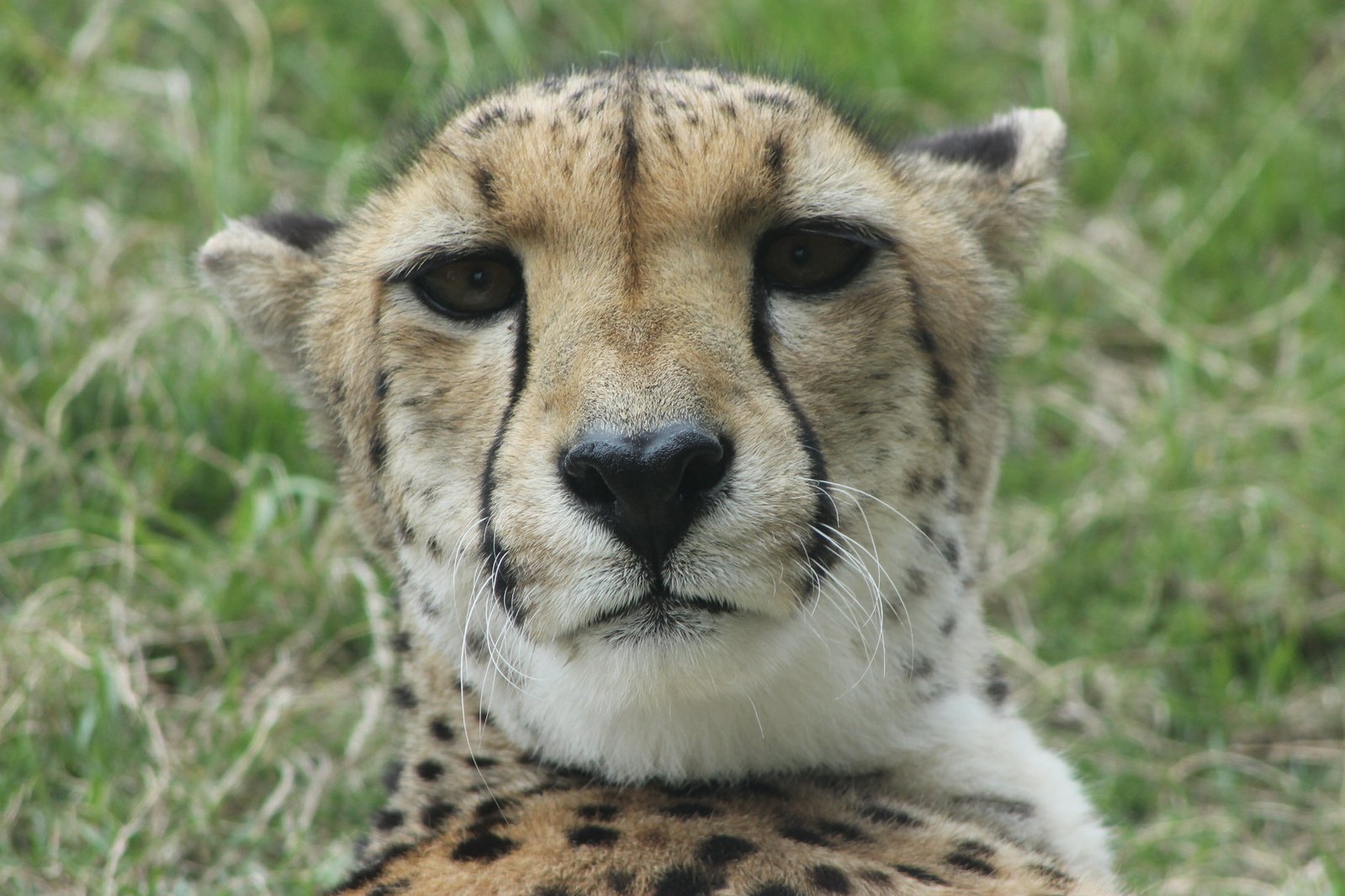 a close up of a cheetah resting in a field