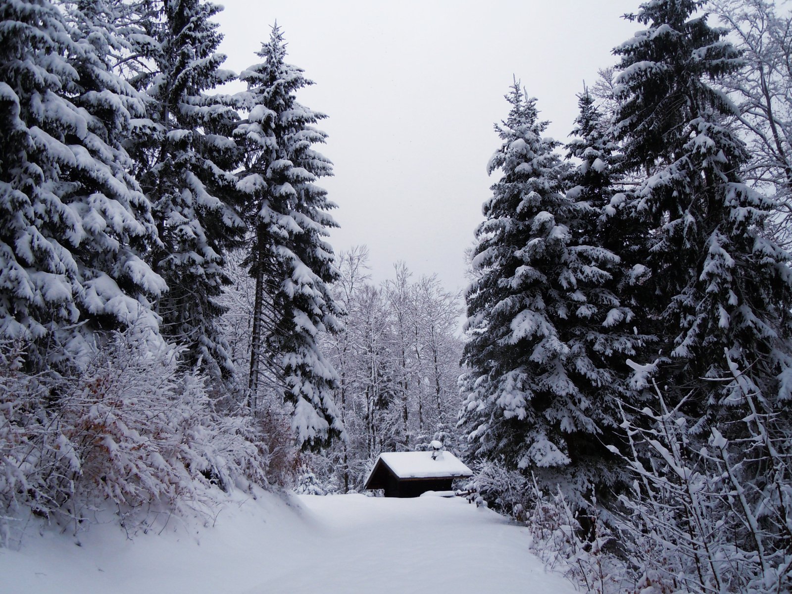 an old house on a path through the forest covered with snow