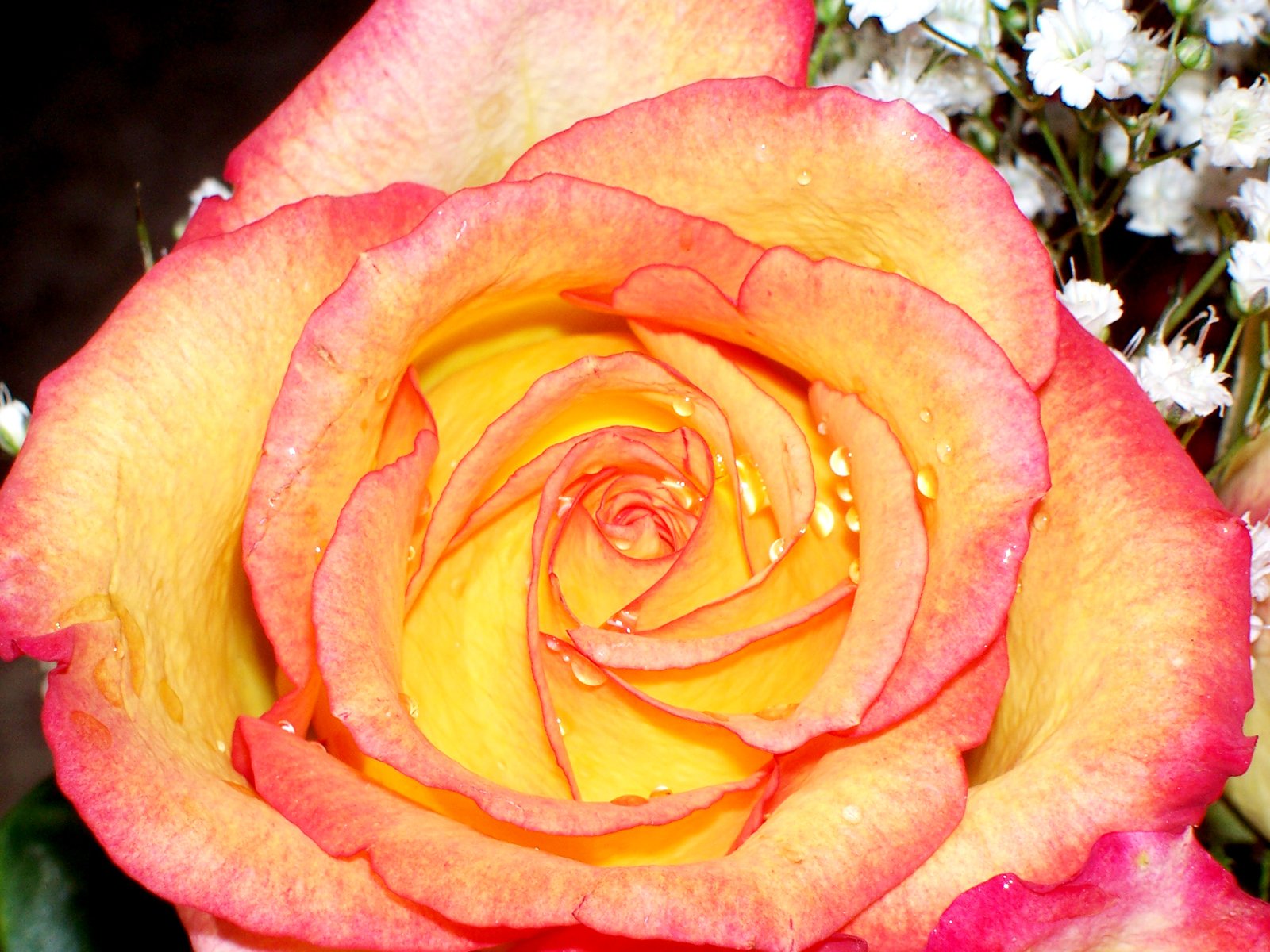 an orange and red rose is surrounded by flowers