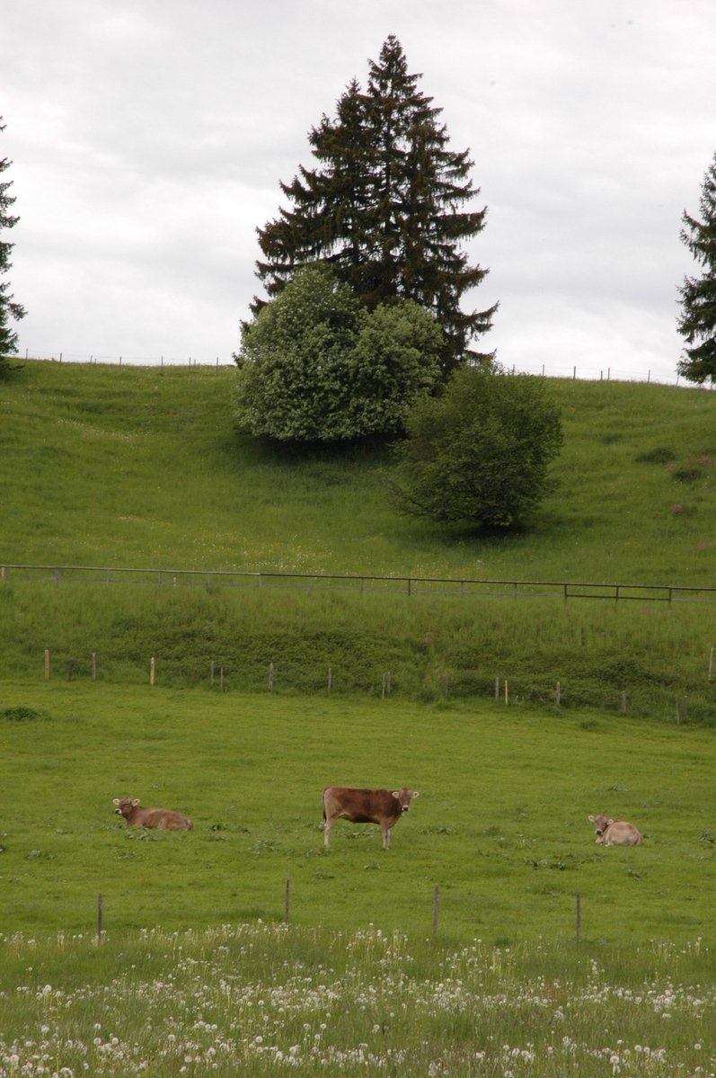 cows graze in a field with trees behind a fence