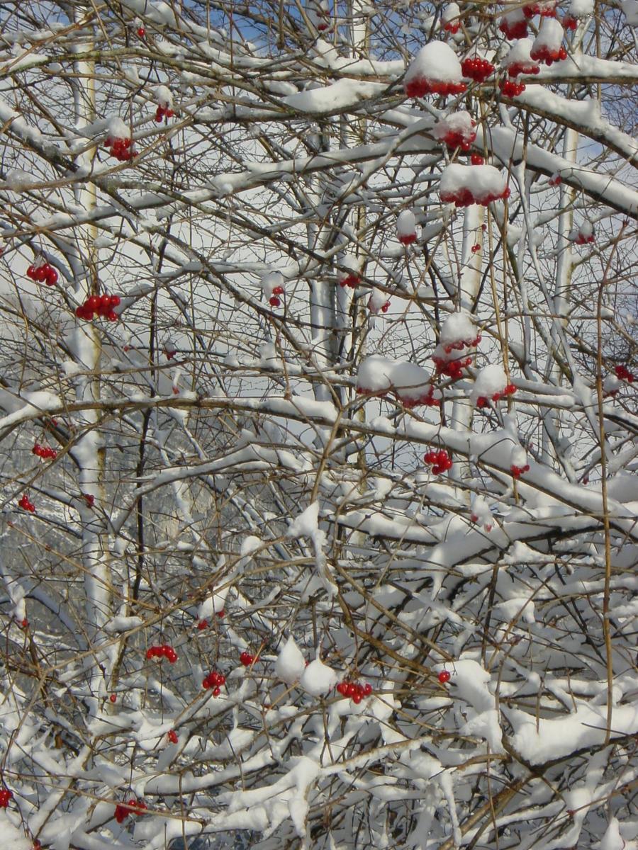 this snow - covered tree has red berries in it