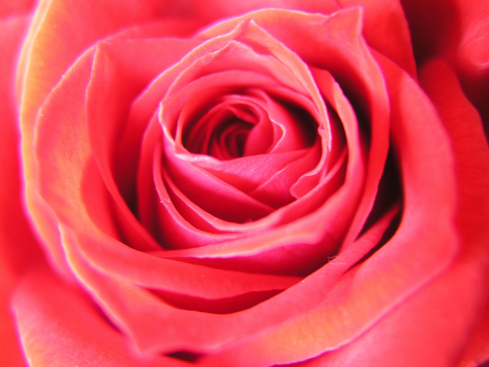 a close up of the center of a pink rose