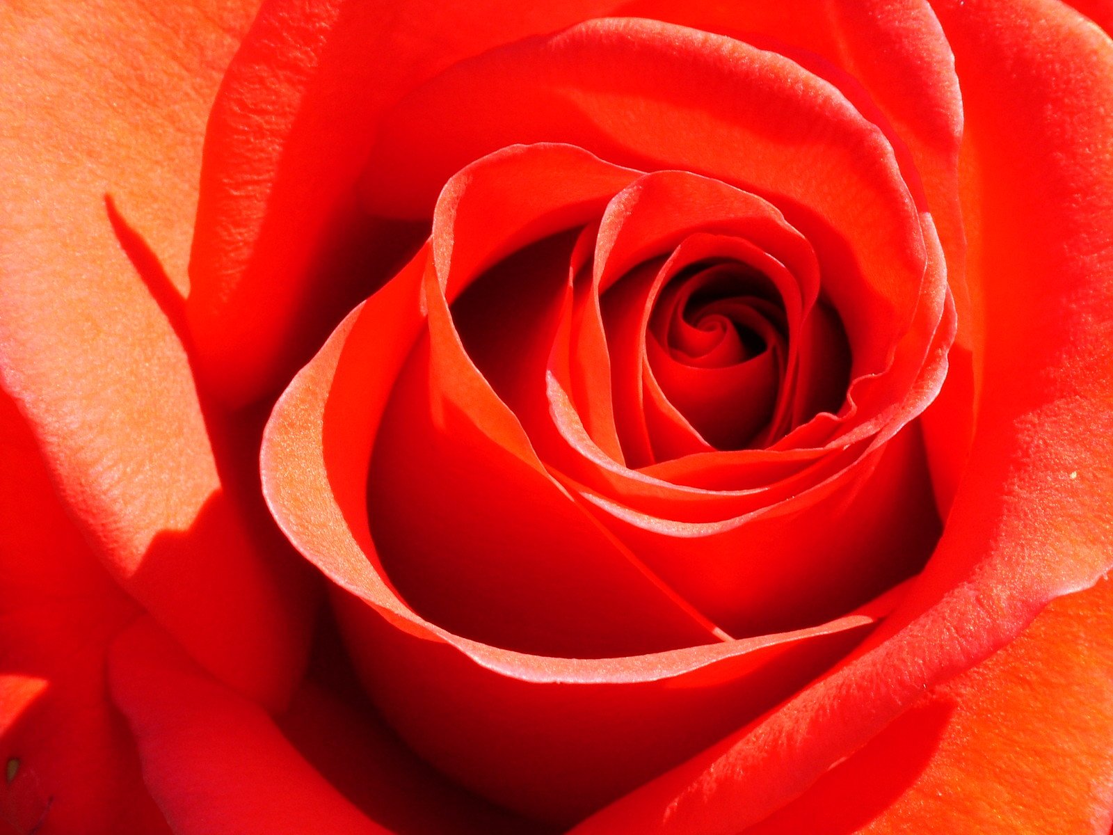 a close up view of an orange rose's petals