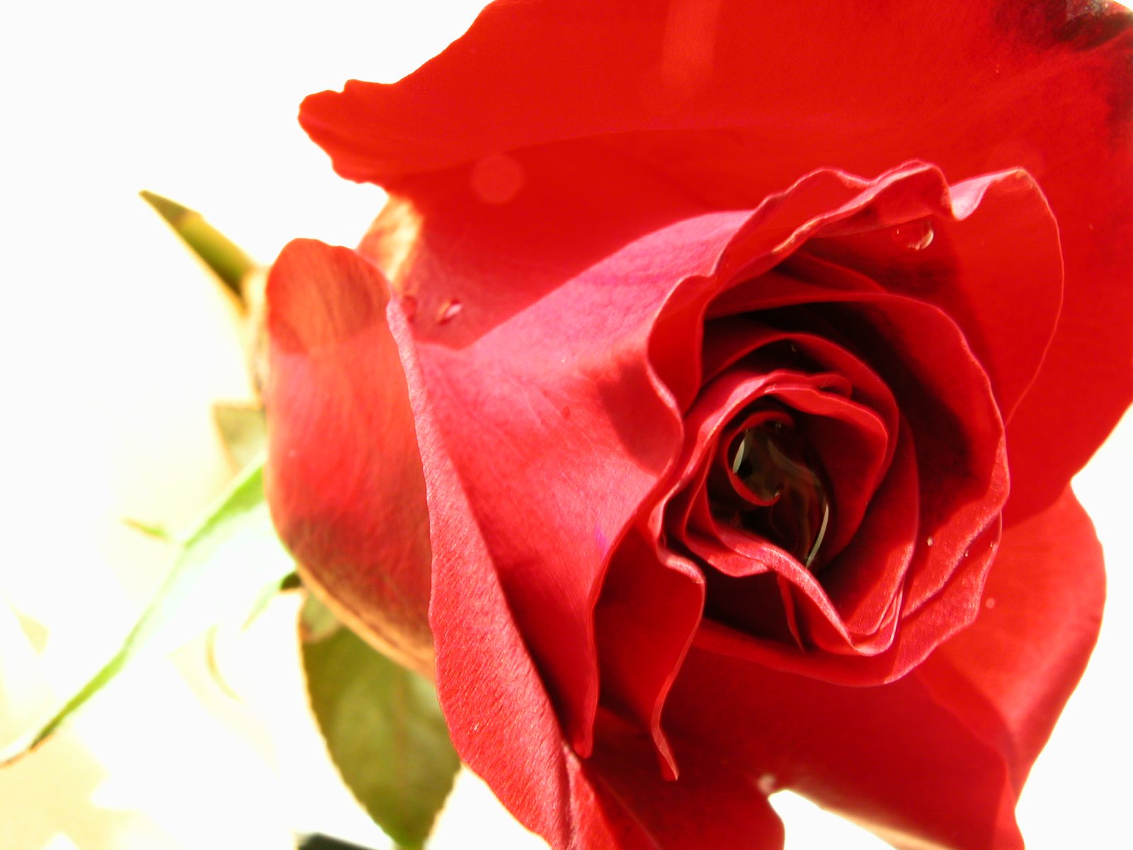 closeup of a red rose in focus with white background