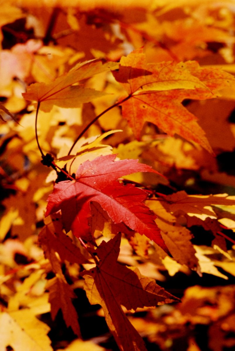 a nch with red leaves on it in the fall