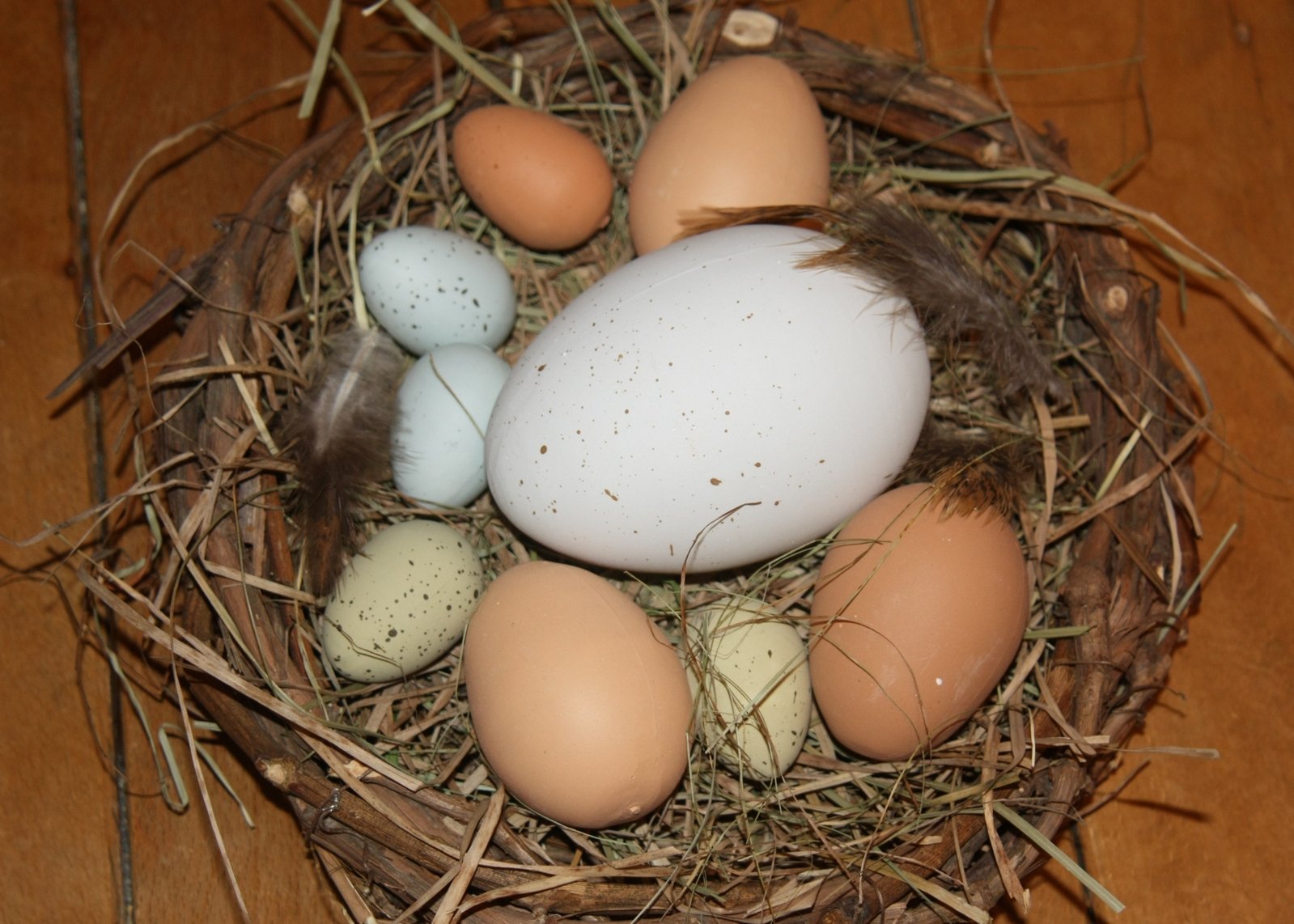 the eggs in the nest are white, and the brown is blue