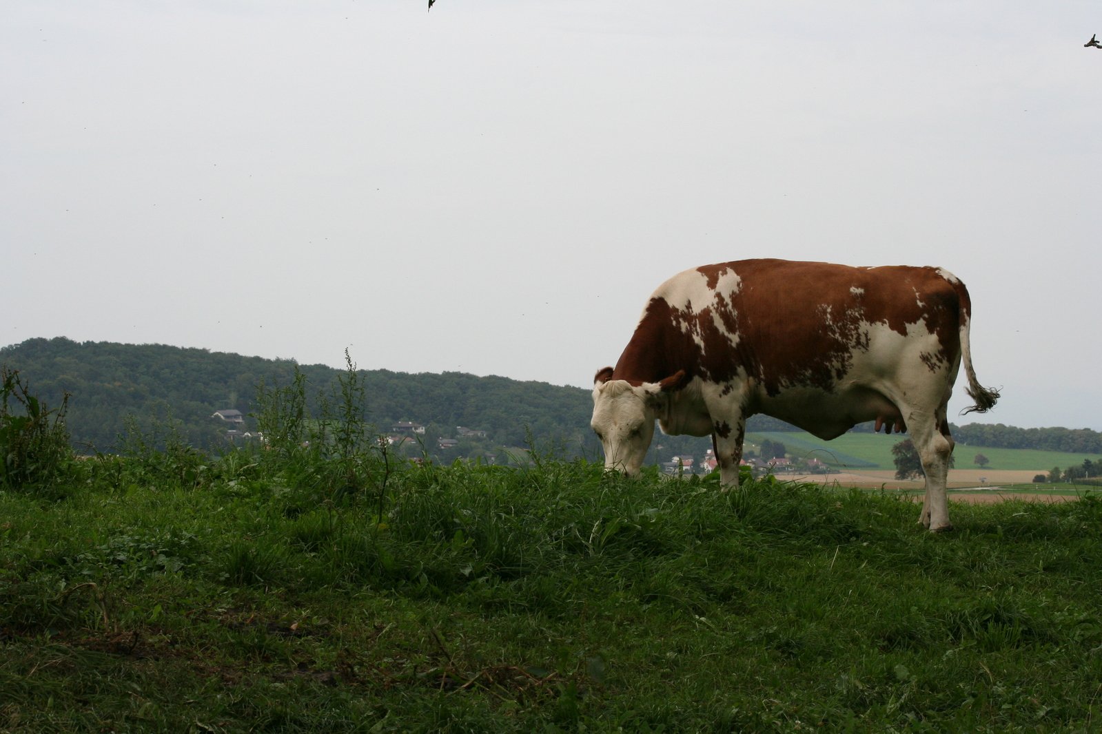 a cow is standing in a green field