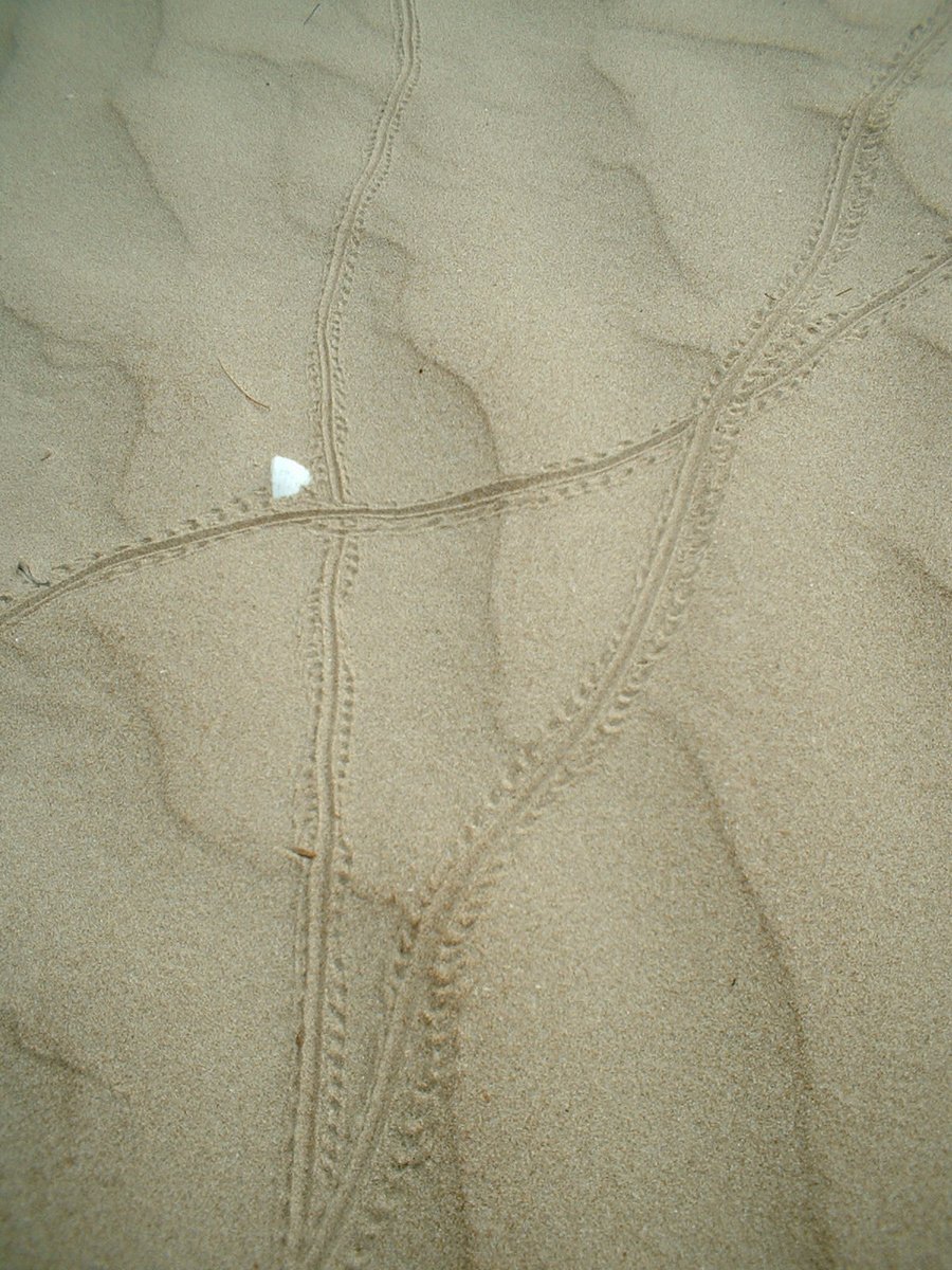 a couple of sand ridges in the sand