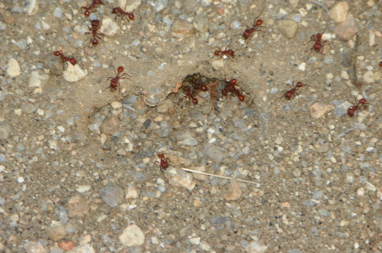 two red ants are walking in a sand area