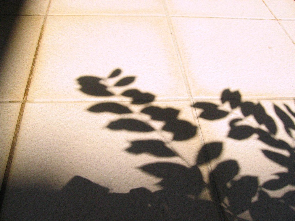 shadow on a tile floor of a tree nch on the ground