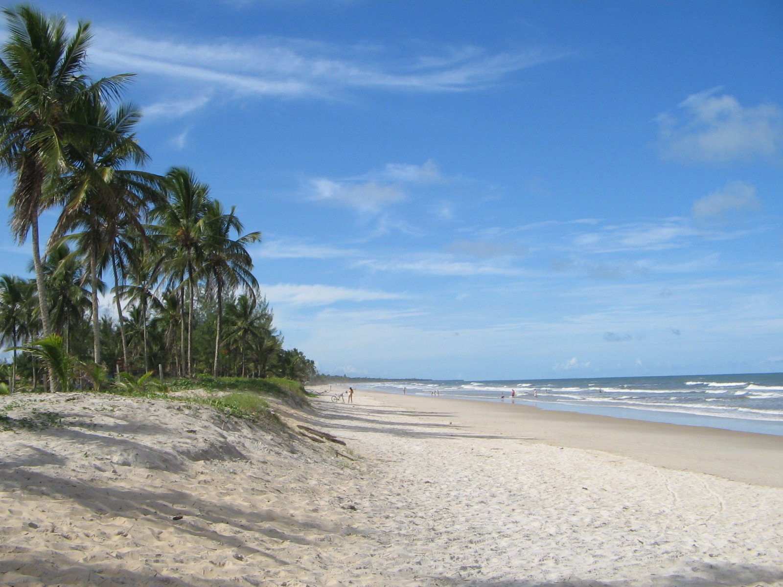 palm trees on the beach of an ocean