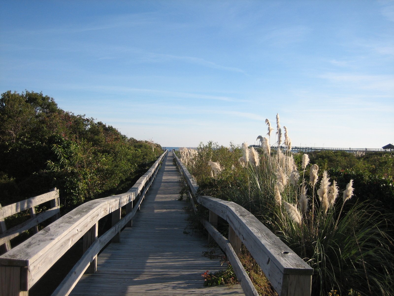 the boardwalk is lined with beautiful grasses and trees