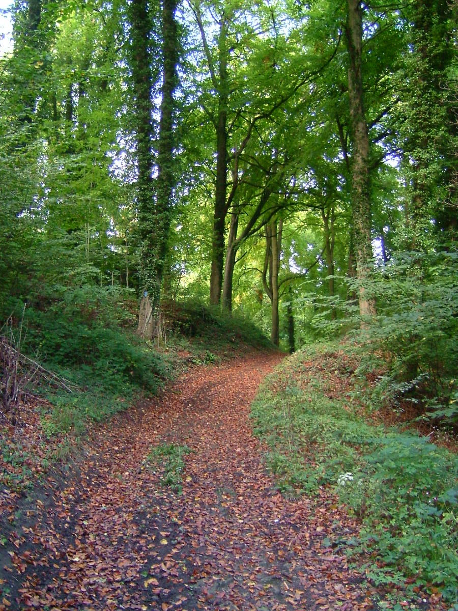 a trail in the woods leading into a forrest
