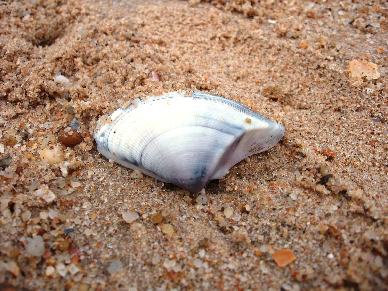 a conch shell on the sand looking straight ahead