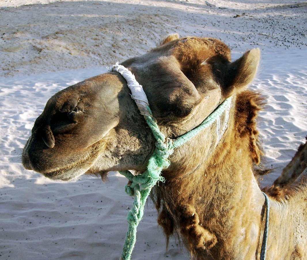 a camel standing in the snow with a green rope around it