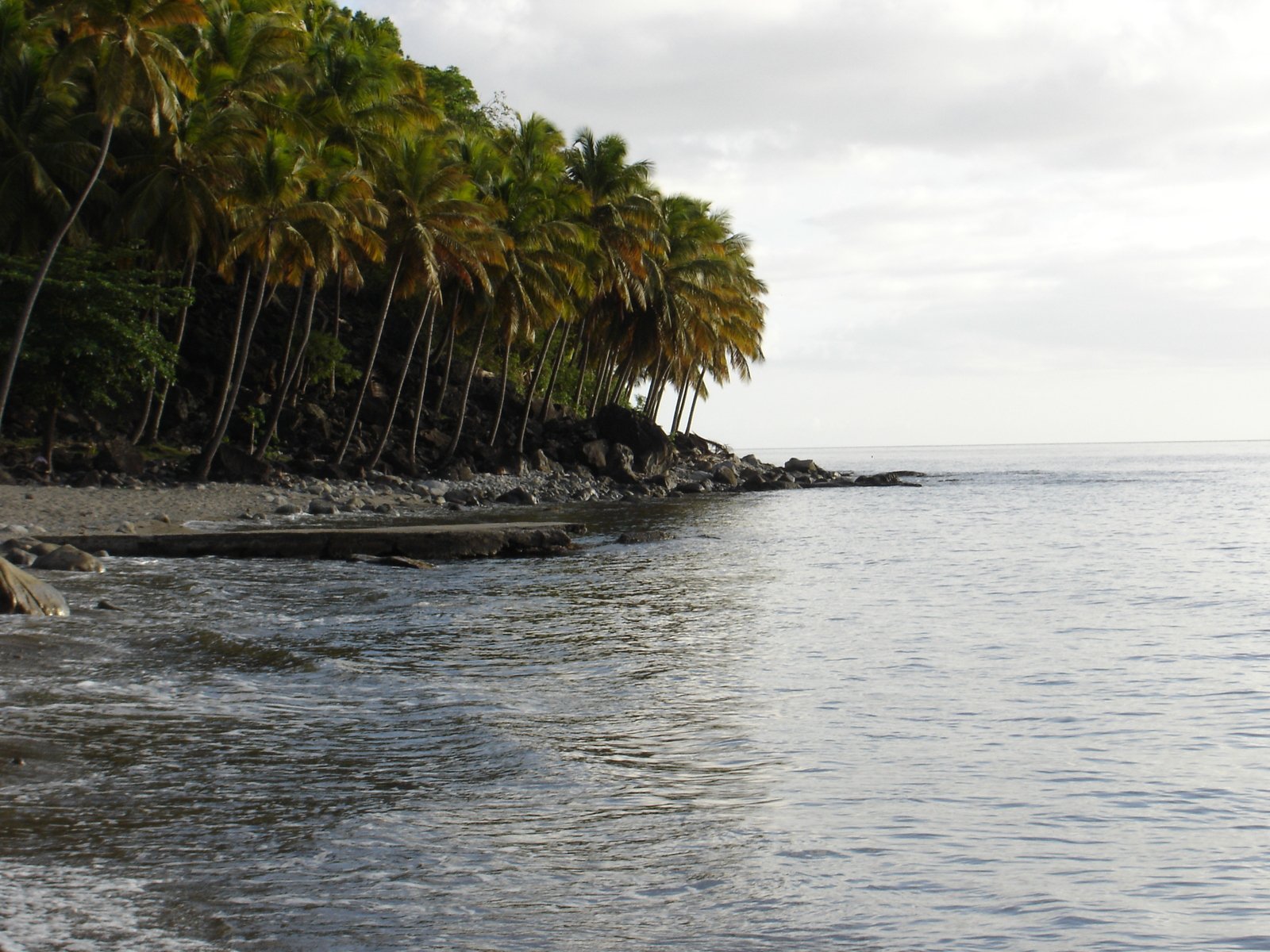 palm trees leaning against the shoreline on an otherwise calm day