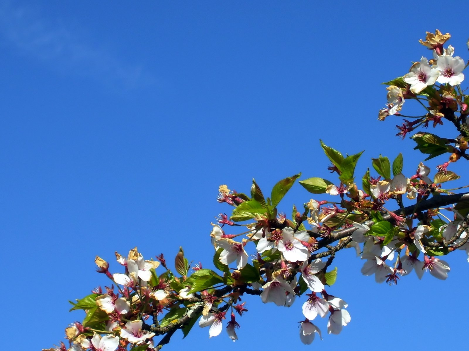 a flowery nch against the blue sky in spring