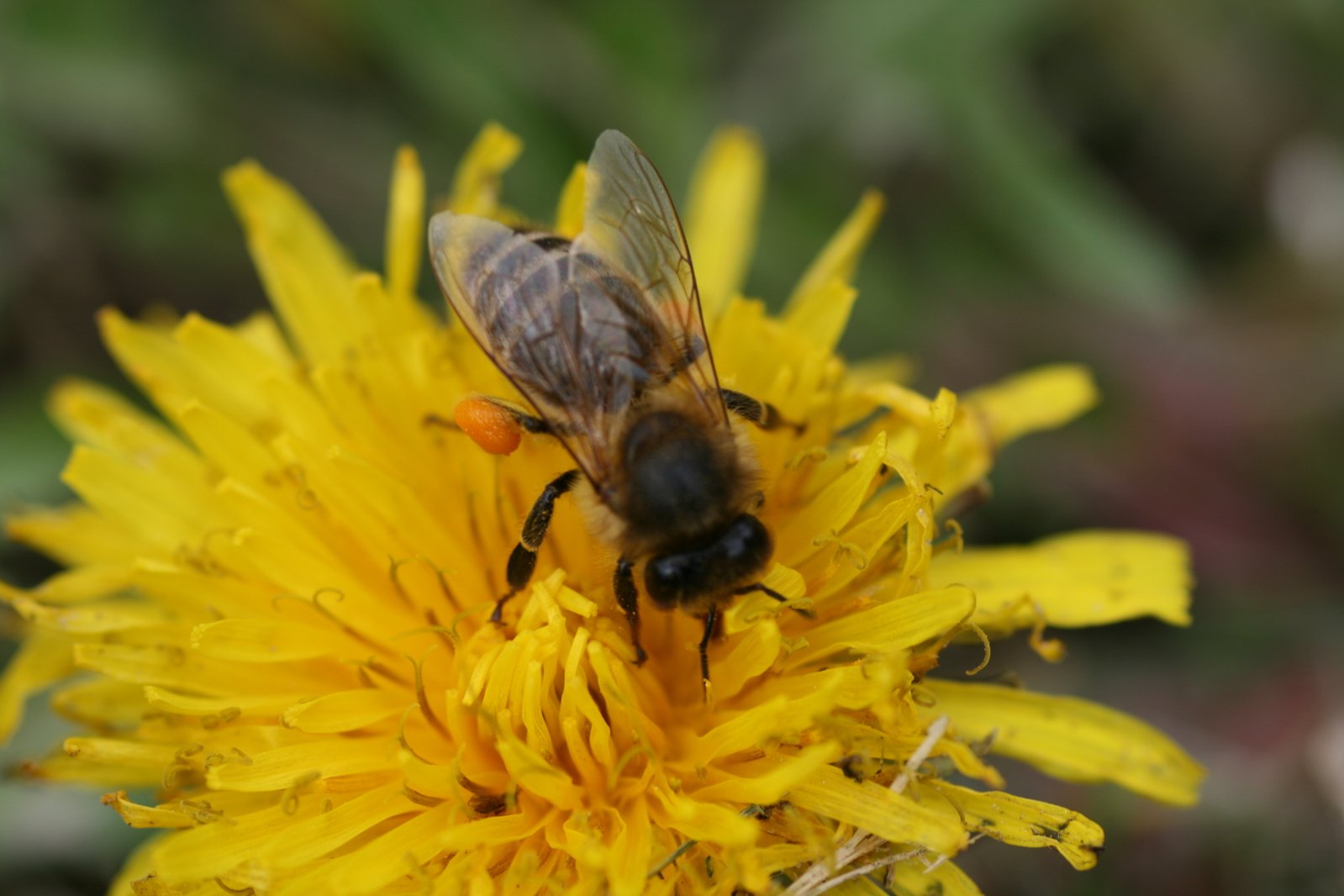 a bee is on top of a yellow flower