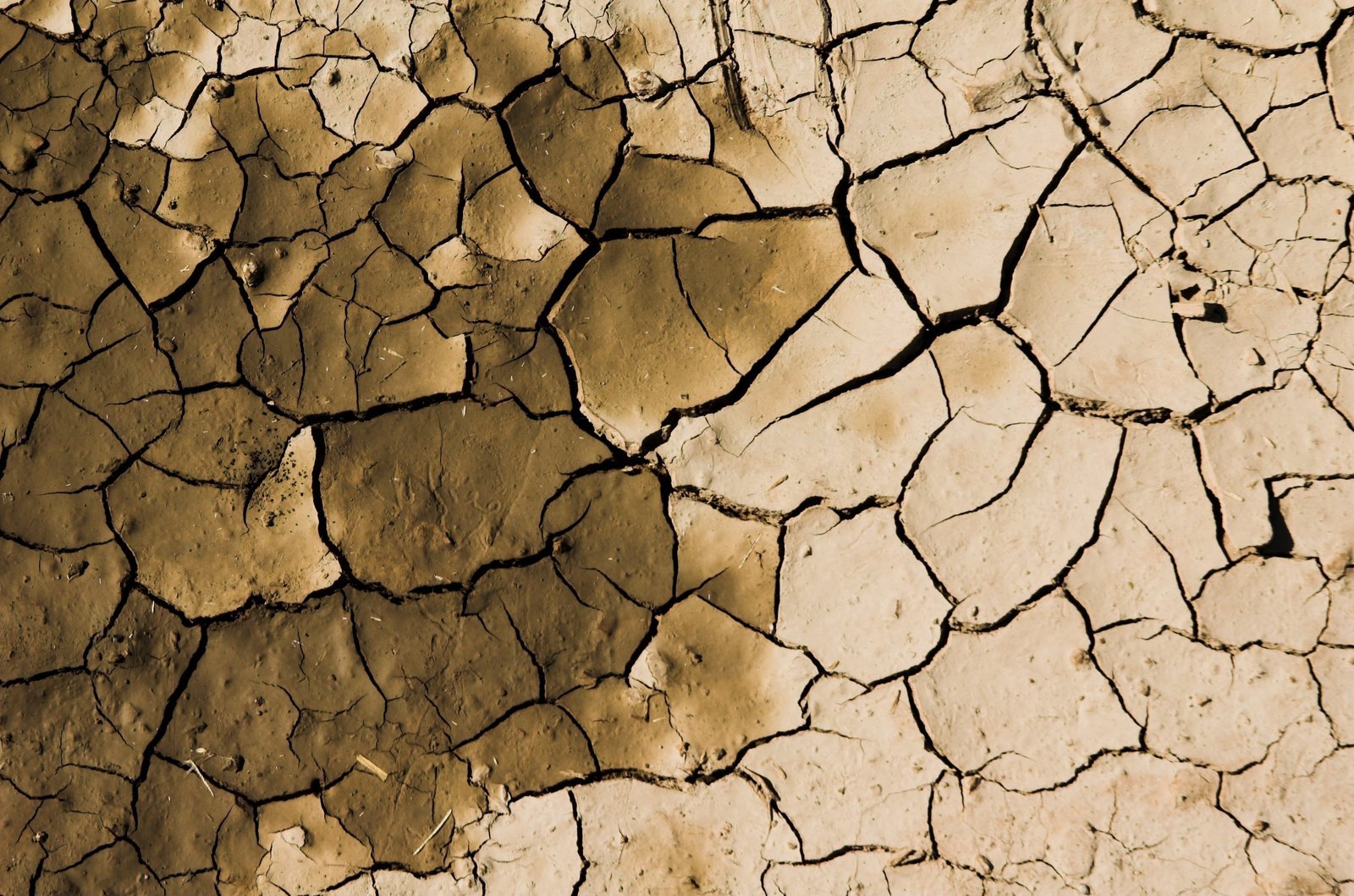 the dried up ground shows little dry grass