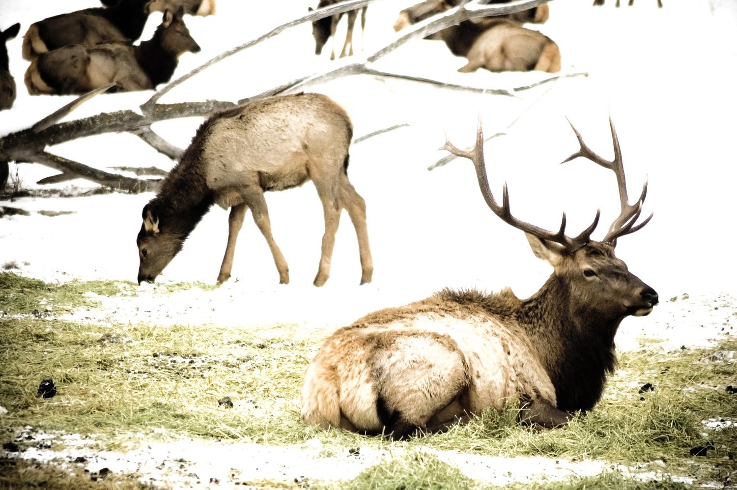 the elk are resting and enjoying their time in the woods