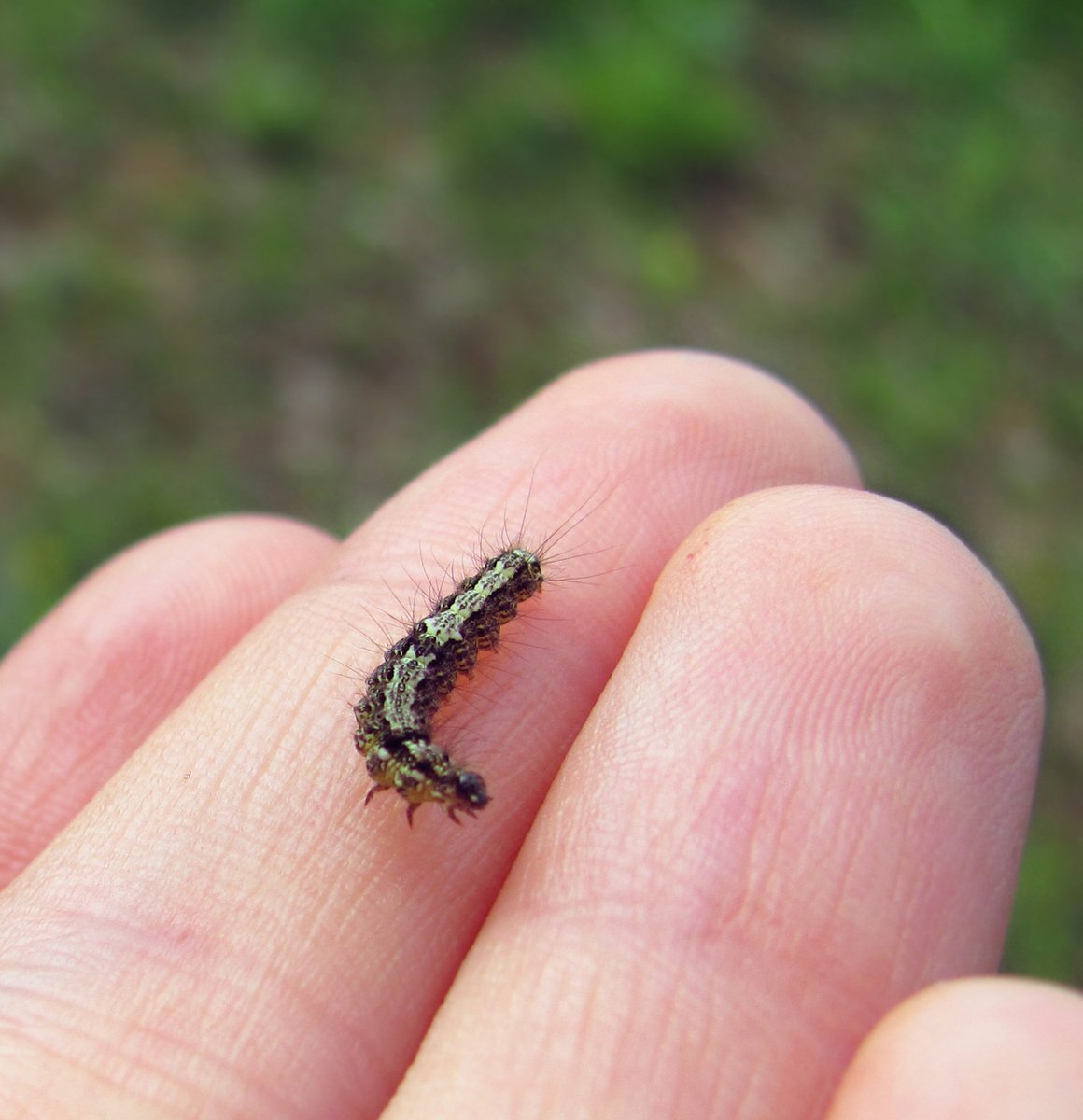 a little bug crawling across a persons hand