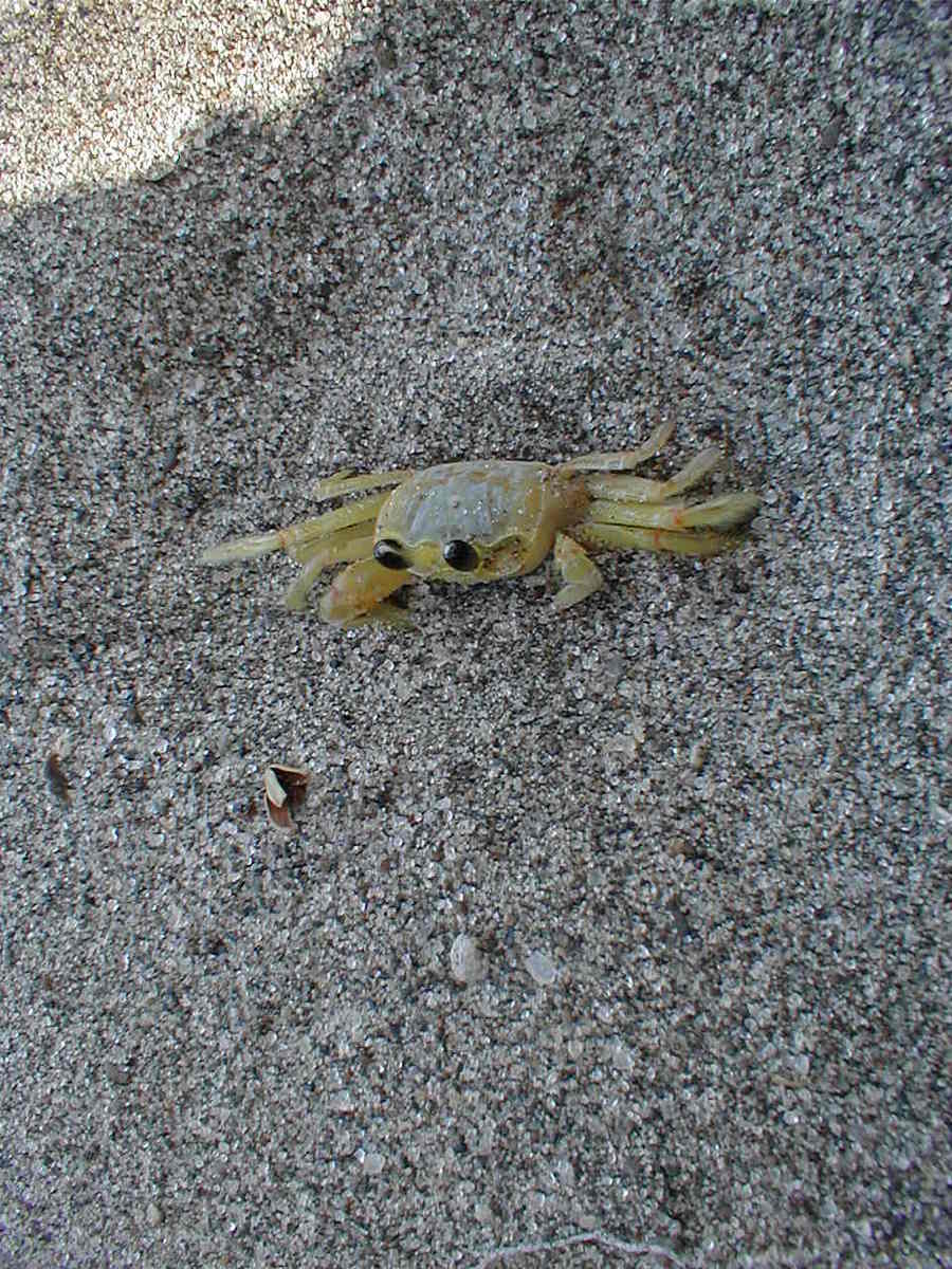 a small yellow animal is laying on a sidewalk