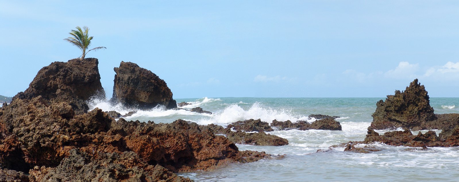 the shore of a beach with rocks and plants growing on it