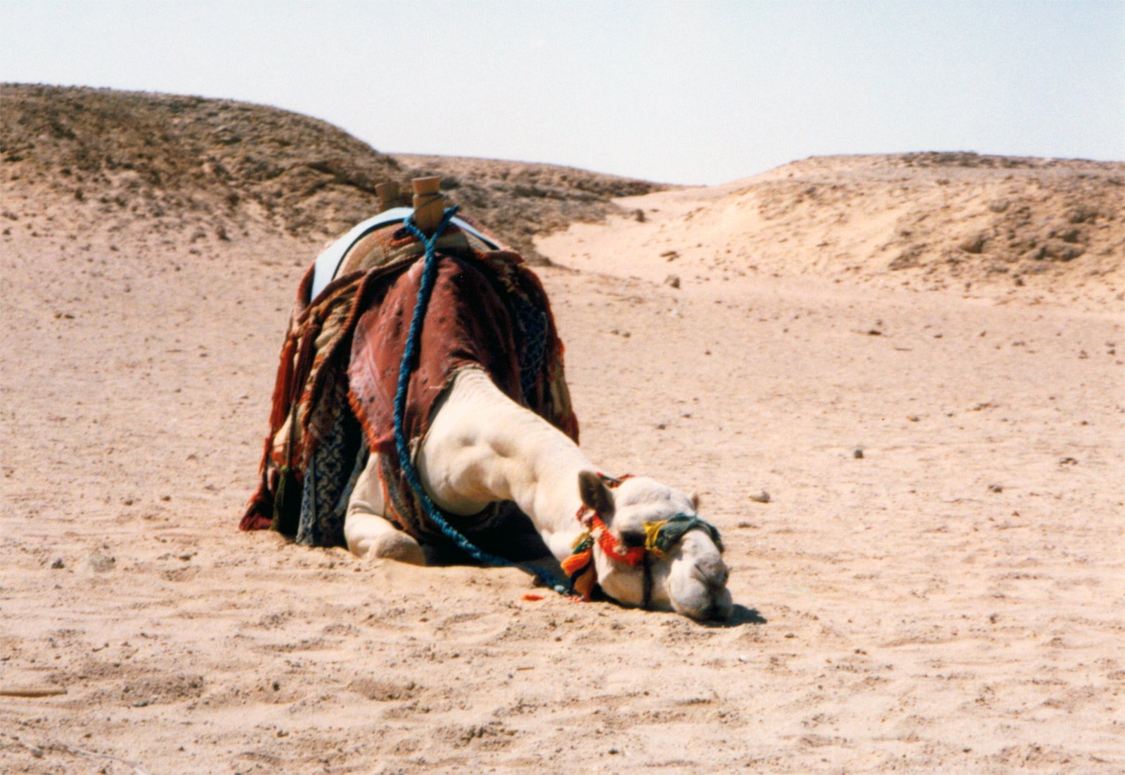 a horse in the sand laying down in it's bed