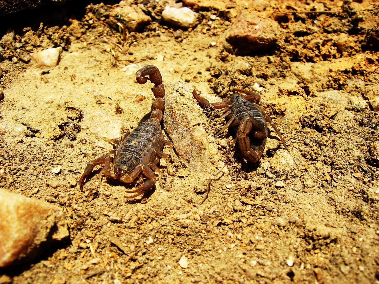 two little lizards walking across a dirt ground