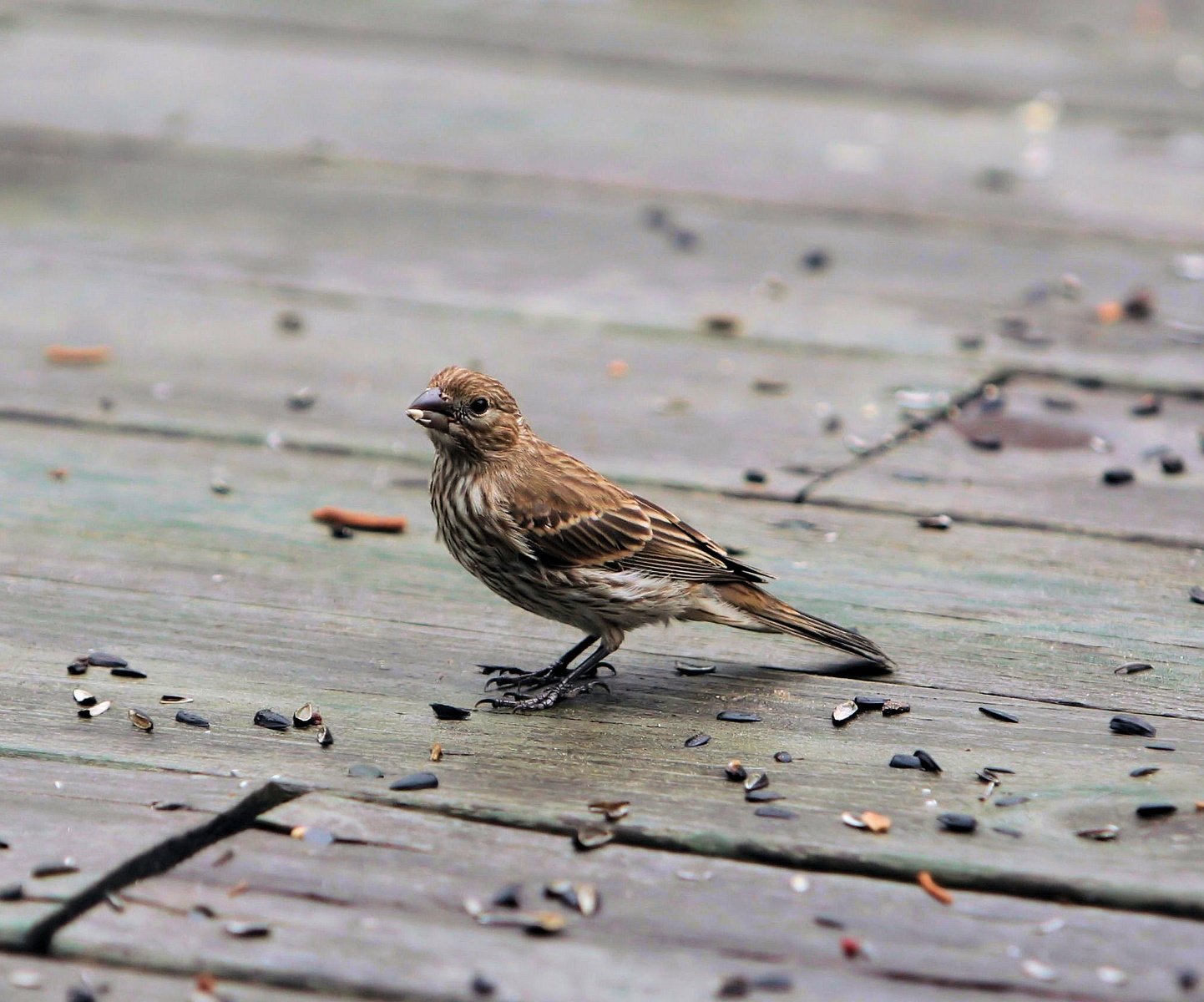the bird is standing on the wooden deck
