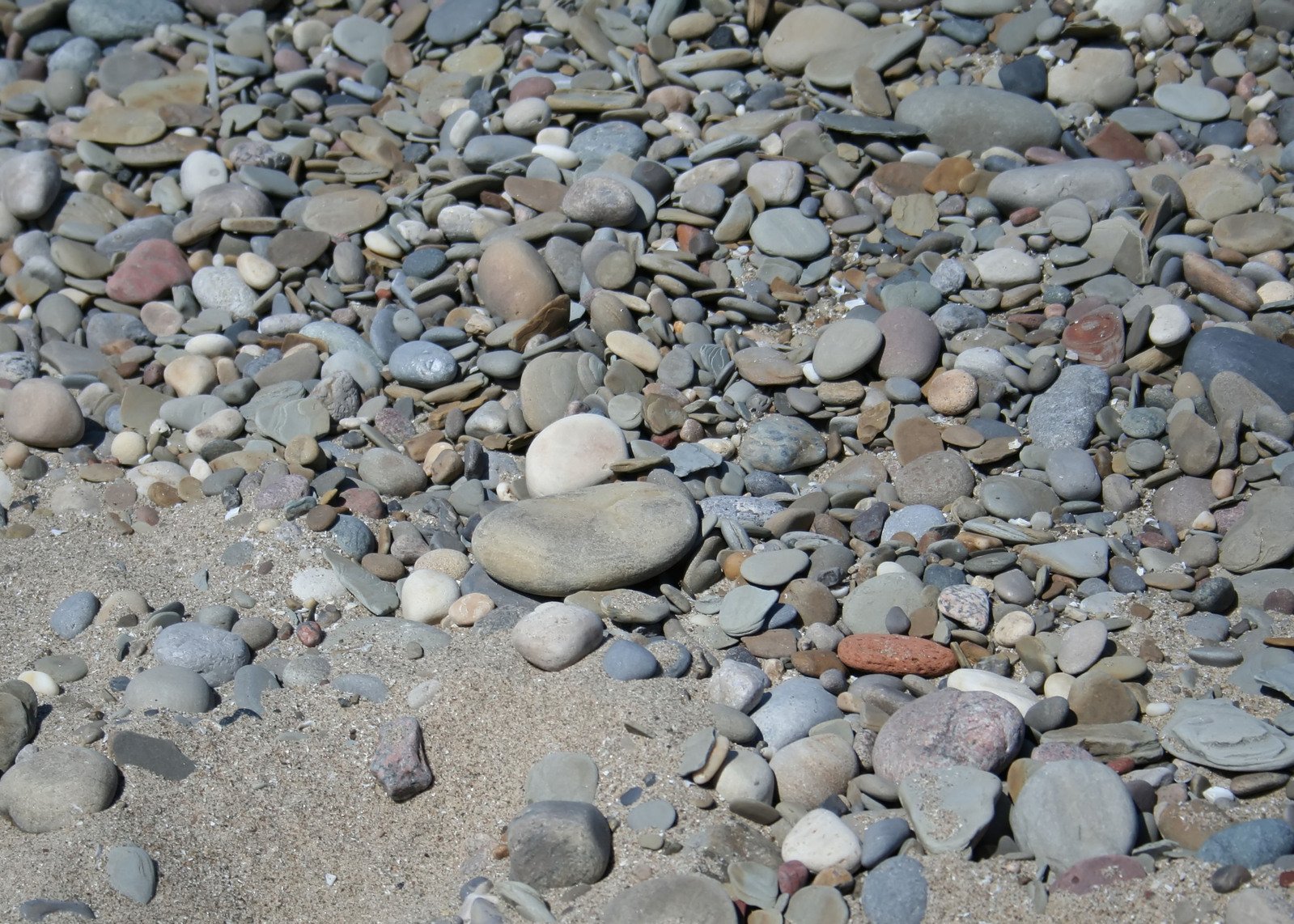 several pebbles are on the ground near a brown bird