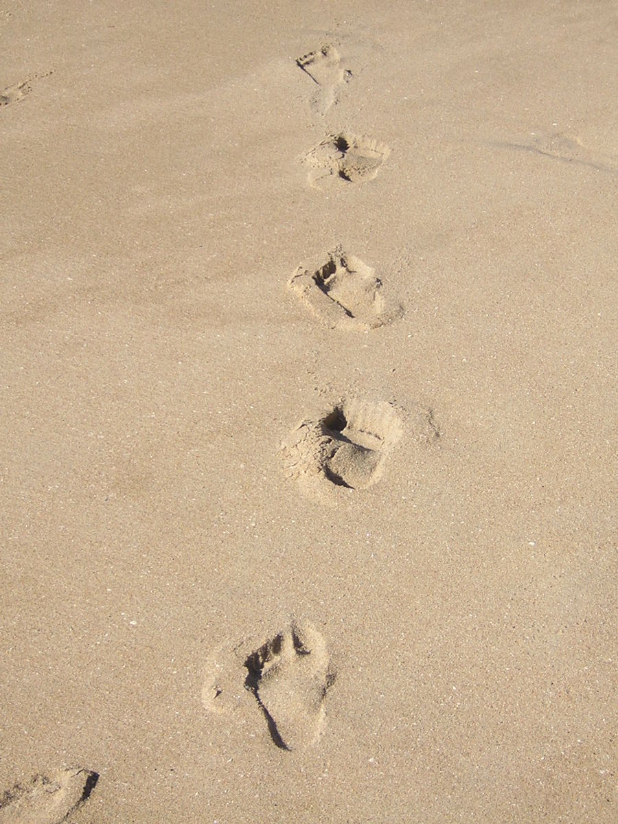 some footprints and two cats footprints on the sand