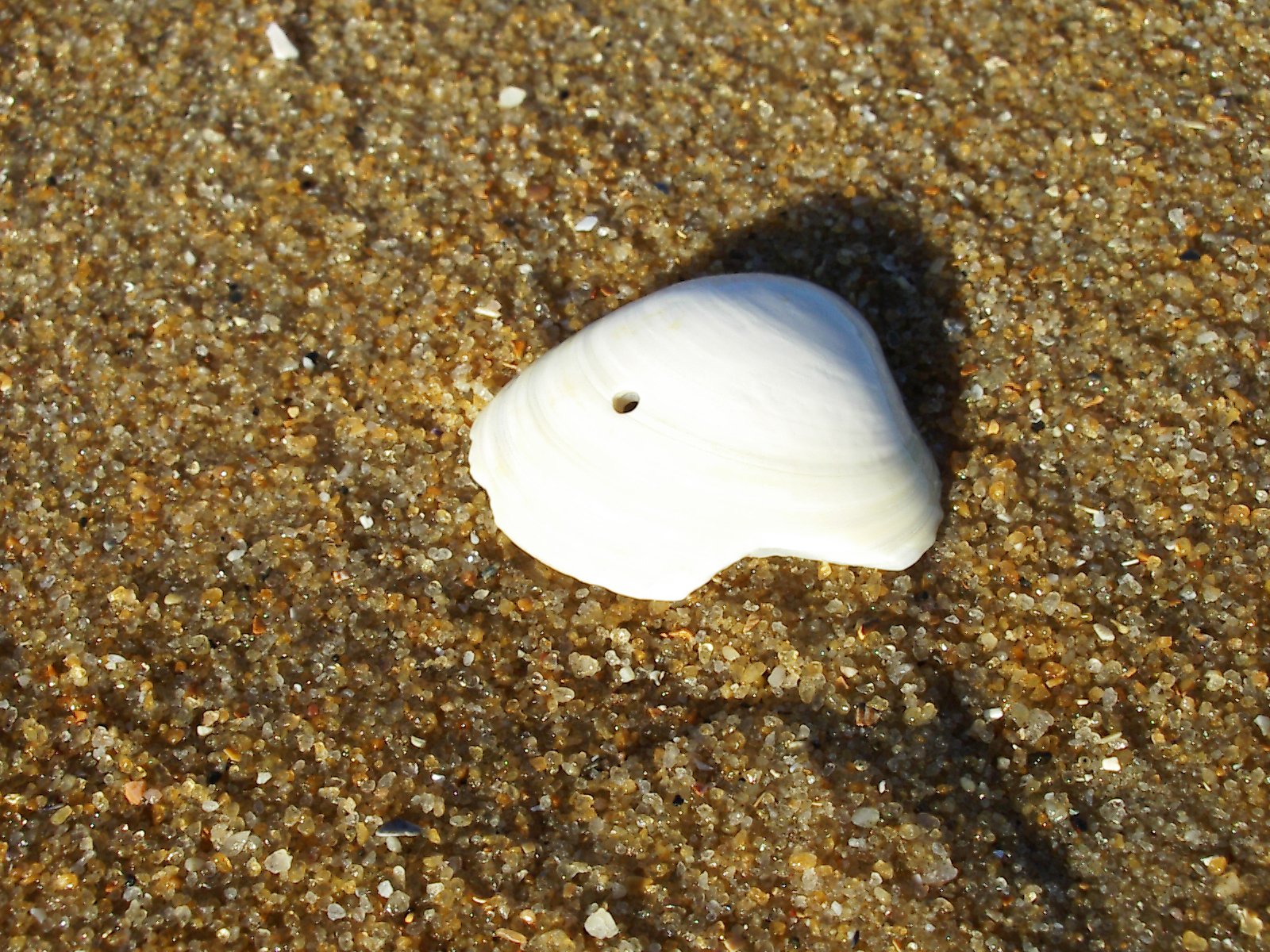 a sea shell laying on top of the sand