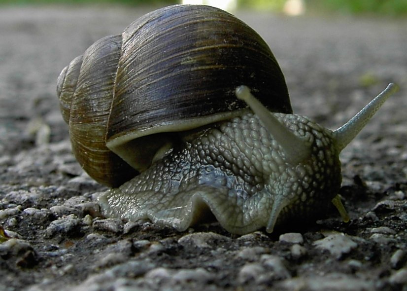 a snail has it's head against another snail