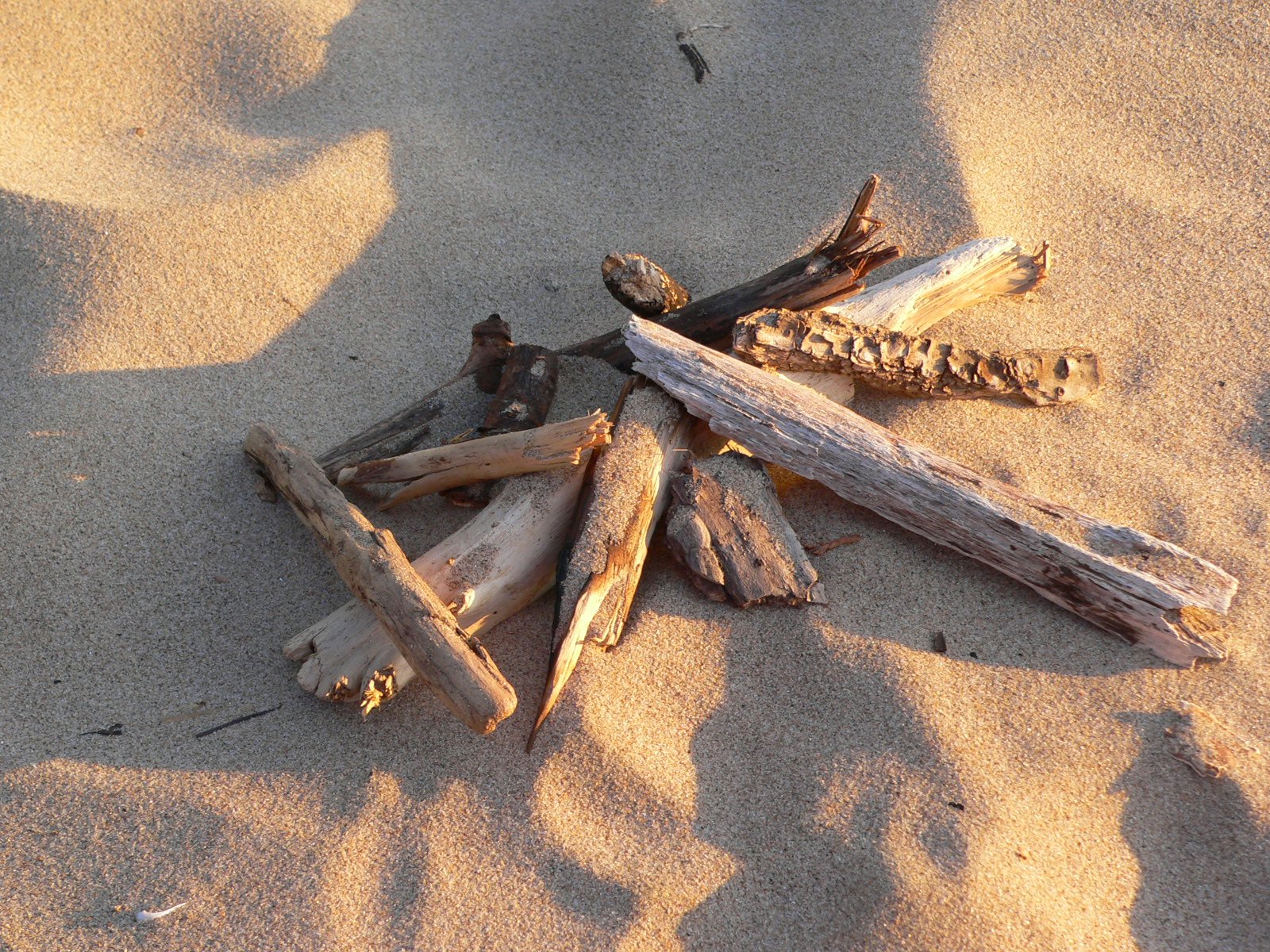 several nches lie on top of each other in the sand