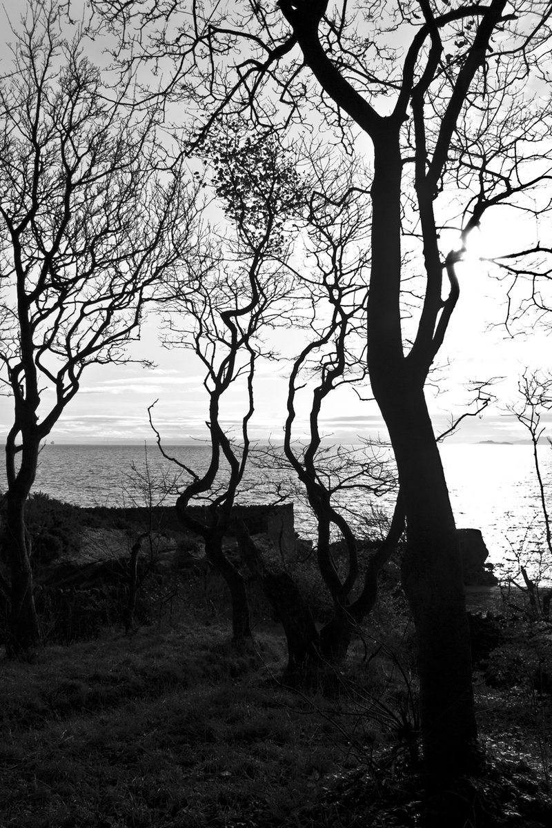 bare trees are near the water at sunset