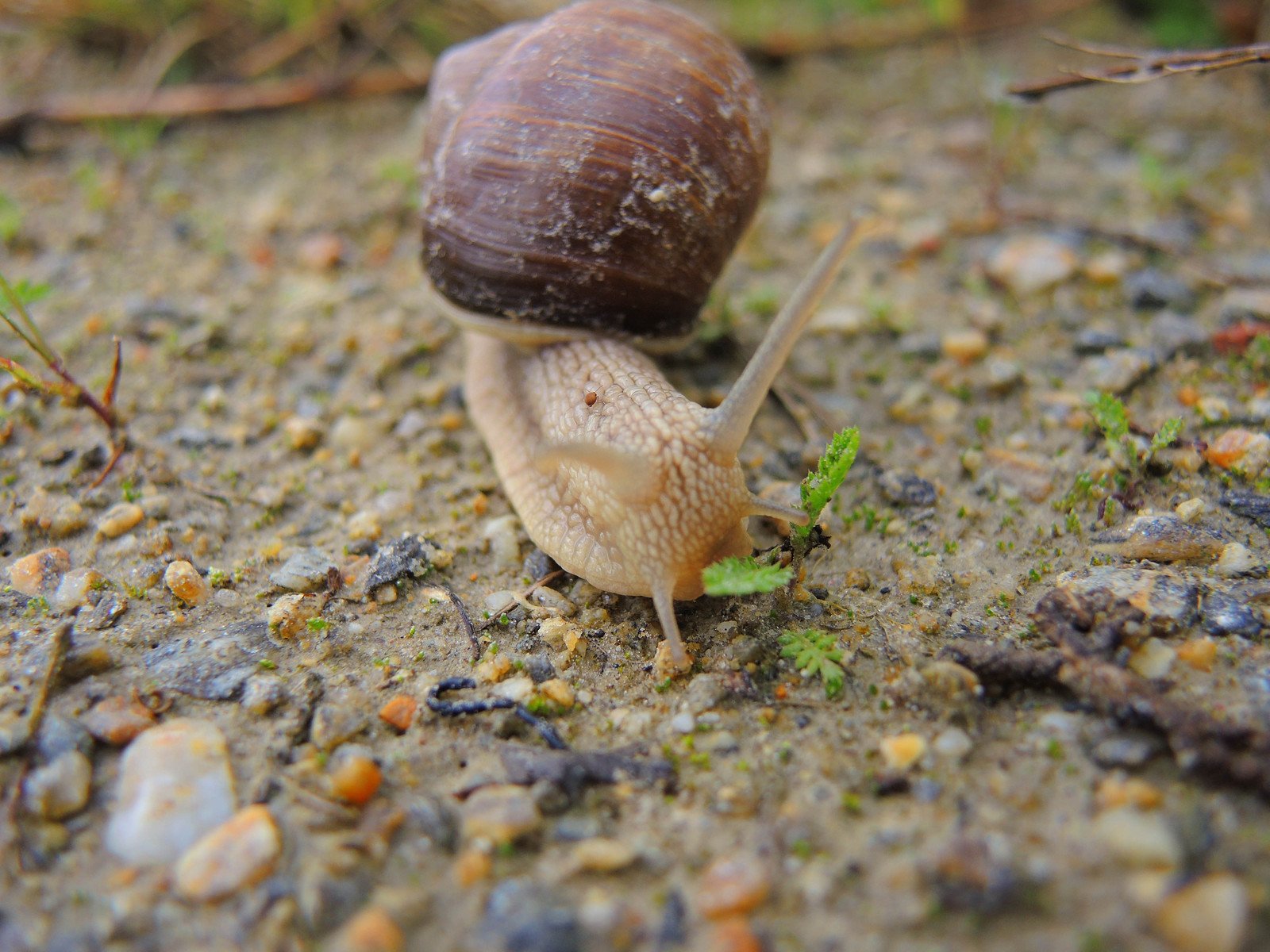 the snail is sitting alone outside on the ground