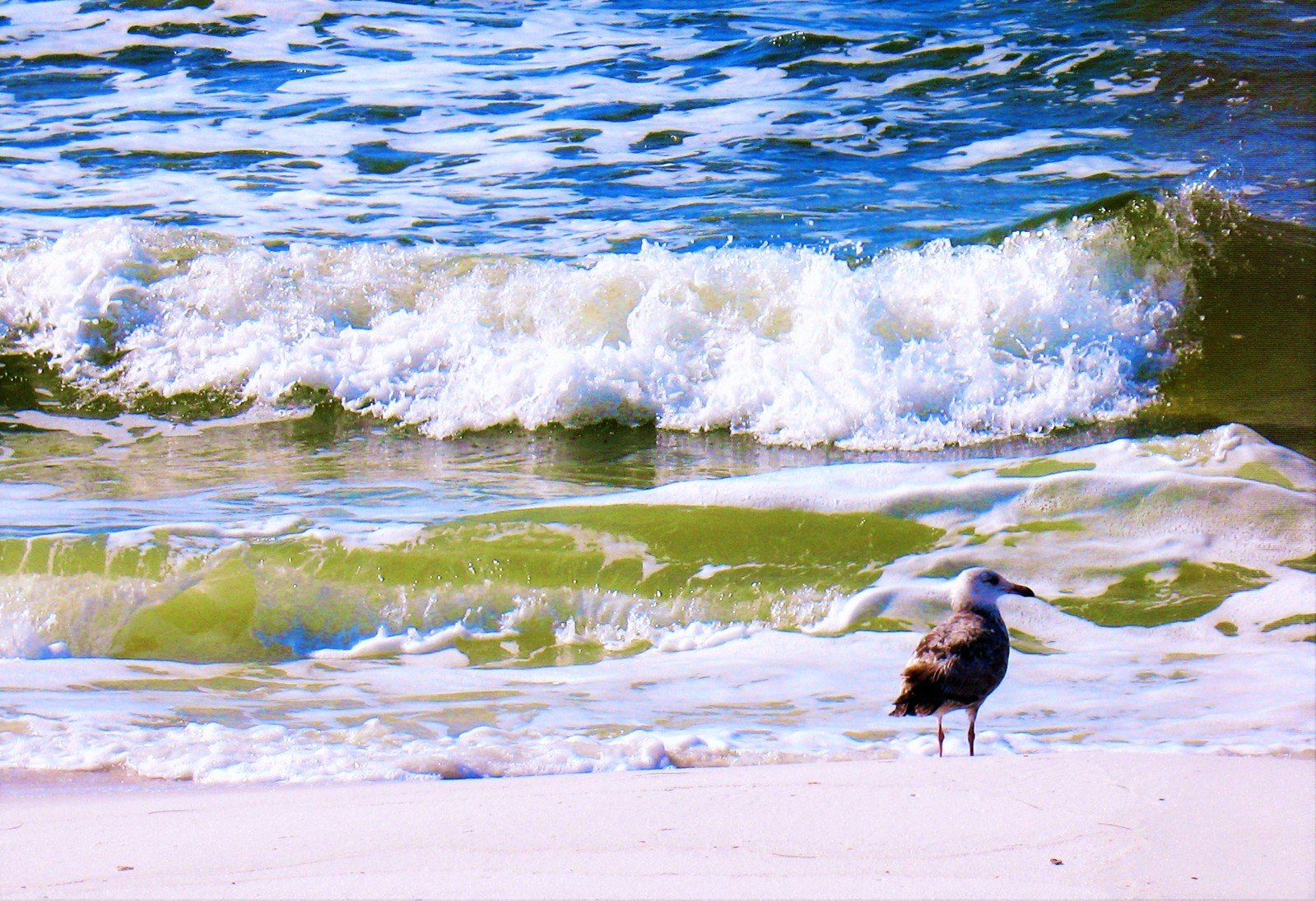 two seagulls sitting in the surf near a small wave