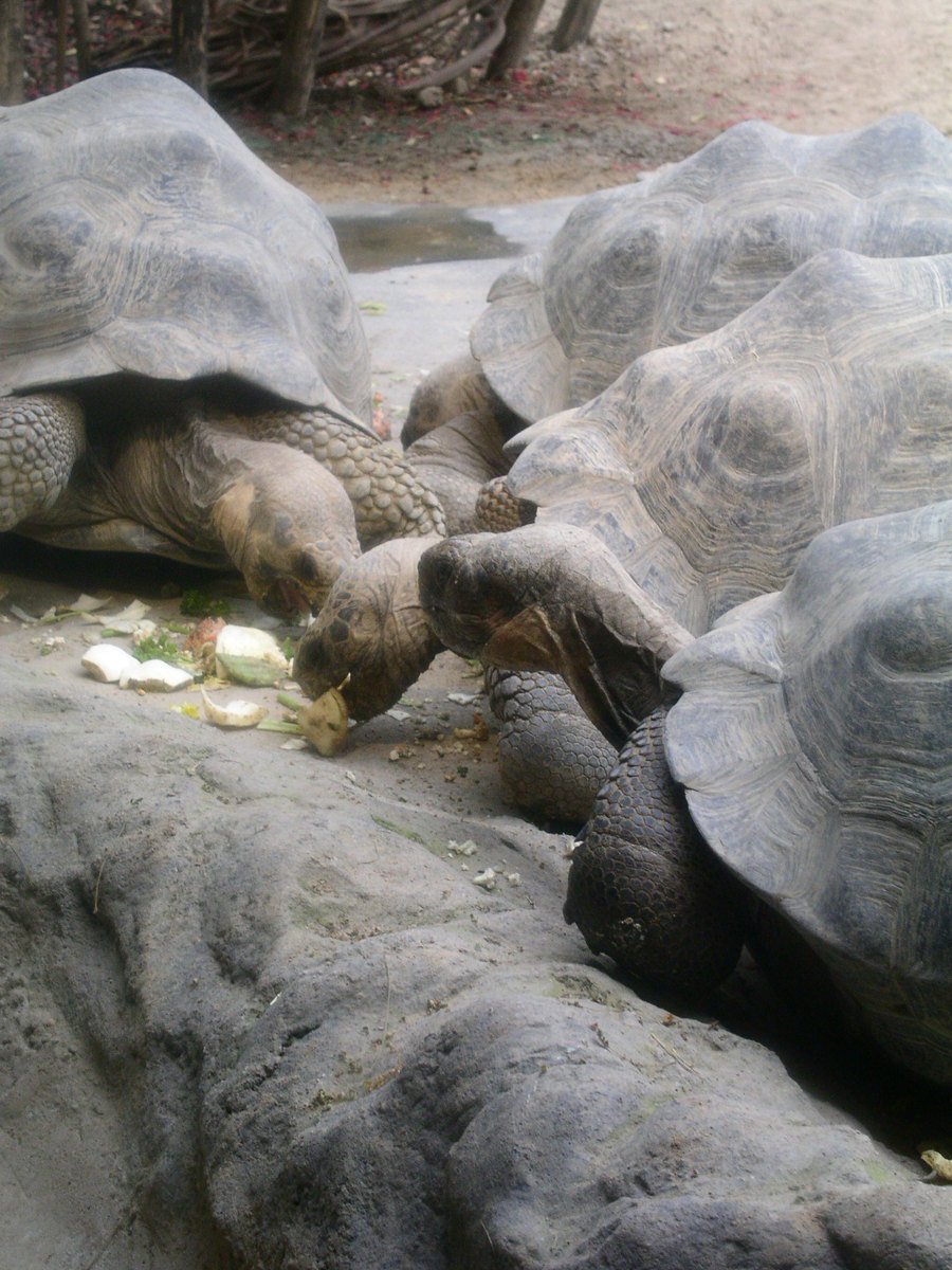 four large turtles eating food off the ground