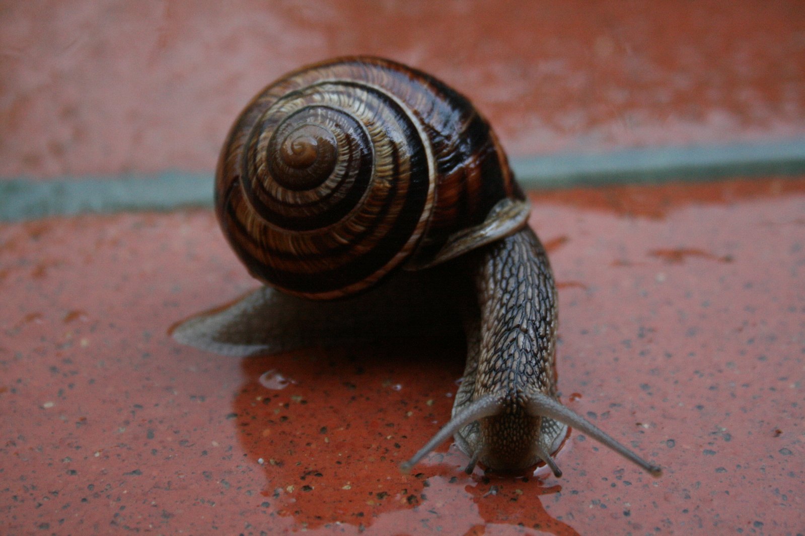 a close up of a snail on a red surface