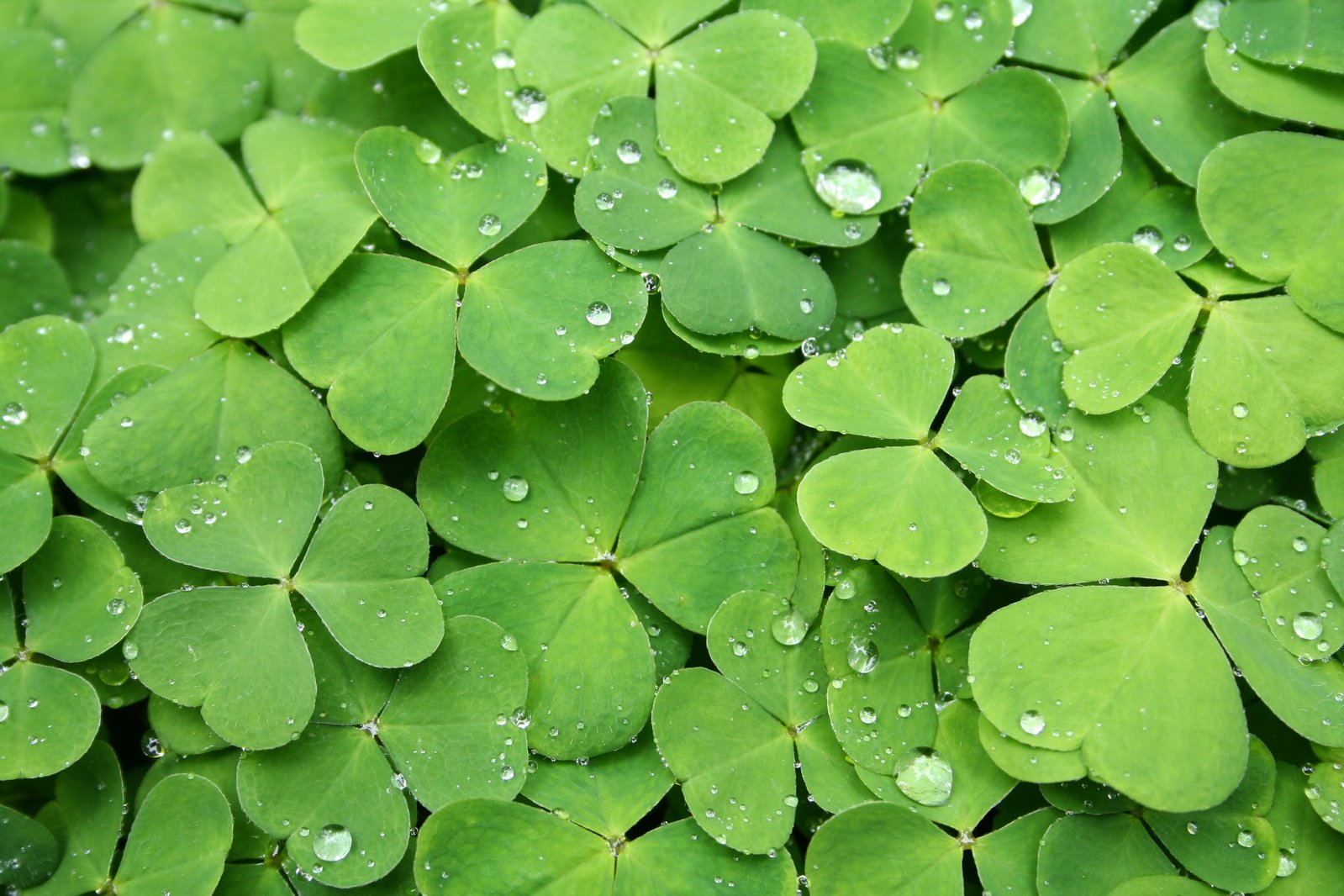 many leaves of clovers with droplets on them