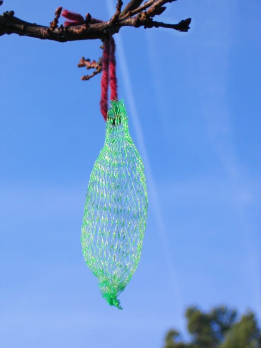 plastic wrapped hanging from tree nch, with blue sky