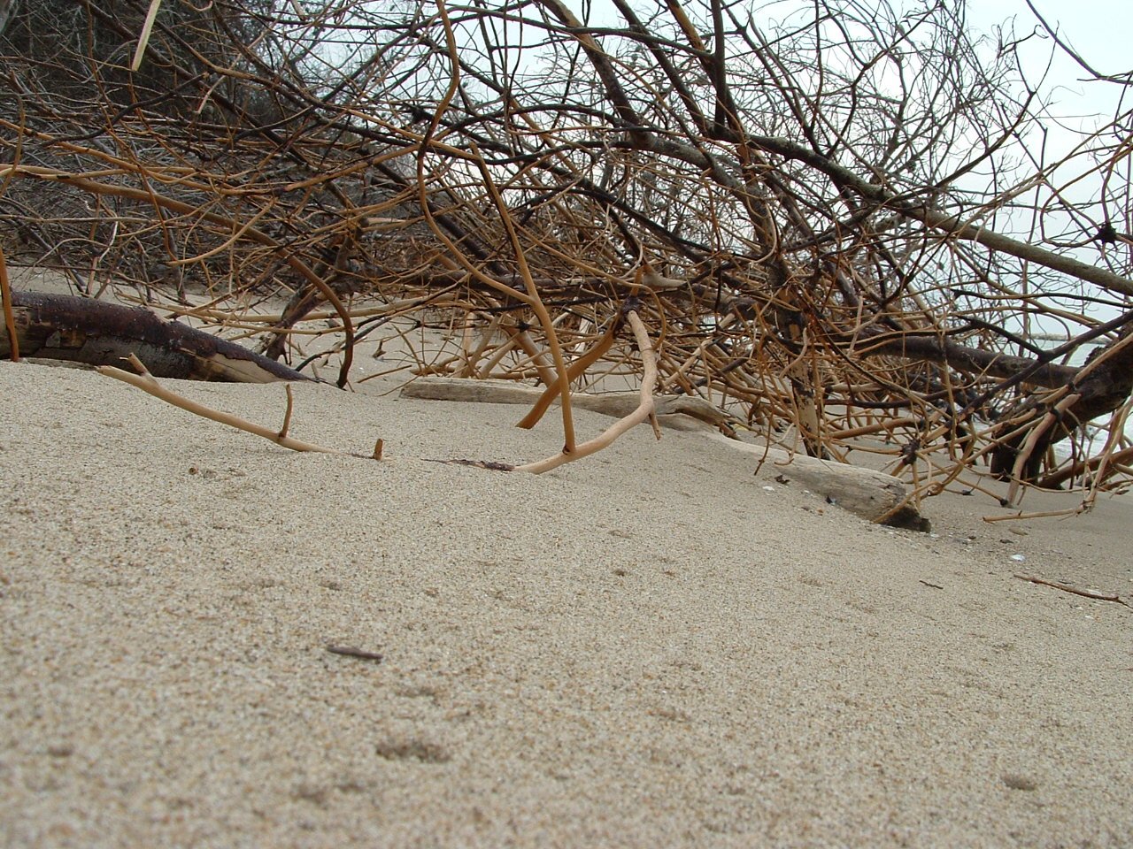 a group of deer's tracks and sticks in the sand