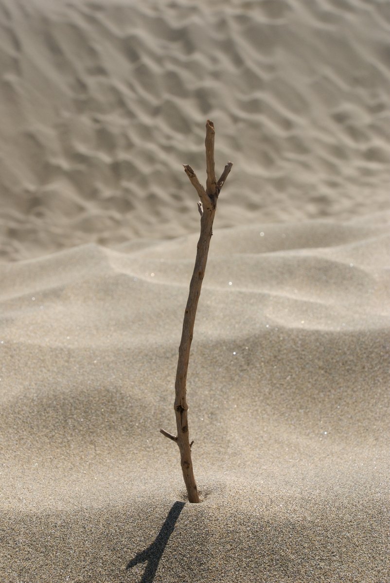 a thin tree nch sticking out of the sand